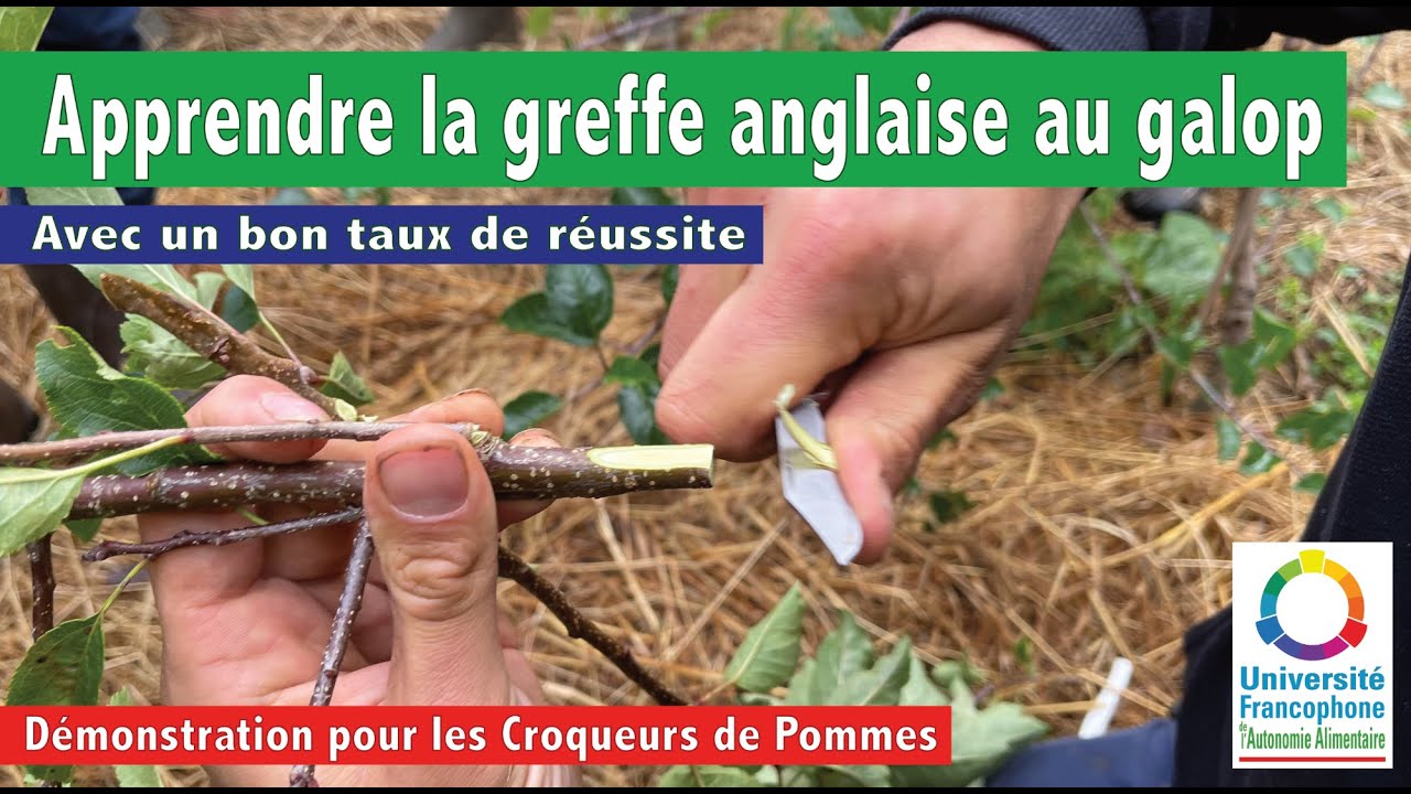Greffe anglaise au galop simple : démonstration pour les Croqueurs de Pommes !