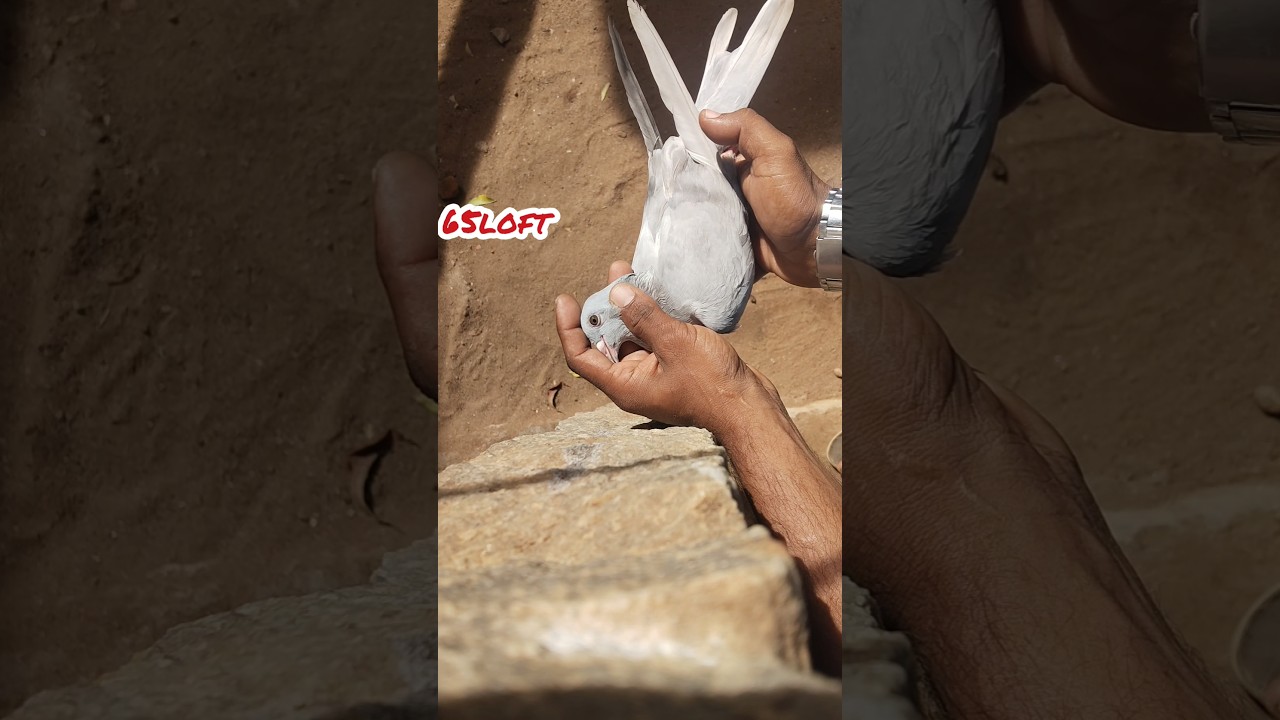 Pigeon collection old Lineage sathaa pura #pigeon #kabootar #pigeonlover