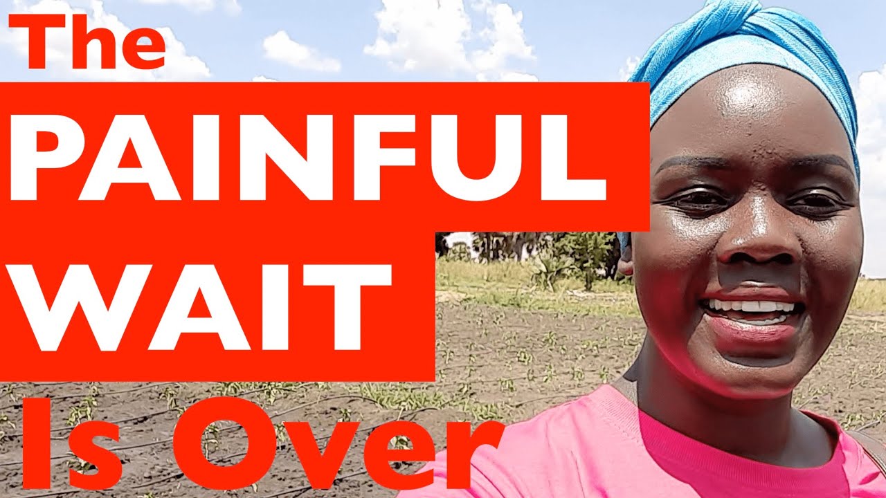 The PAINFUL Wait is OVER | Our Drip Irrigation Journey
