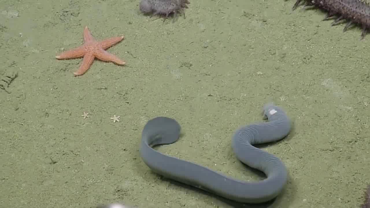 Hagfish Ties Itself Into a Knot | Nautilus Live
