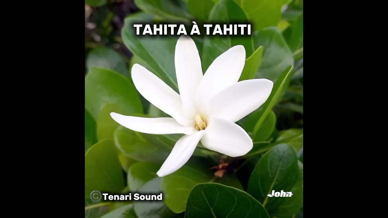 🎼 Tahita à Tahiti 🎤🎹  Tenari sound 🌺