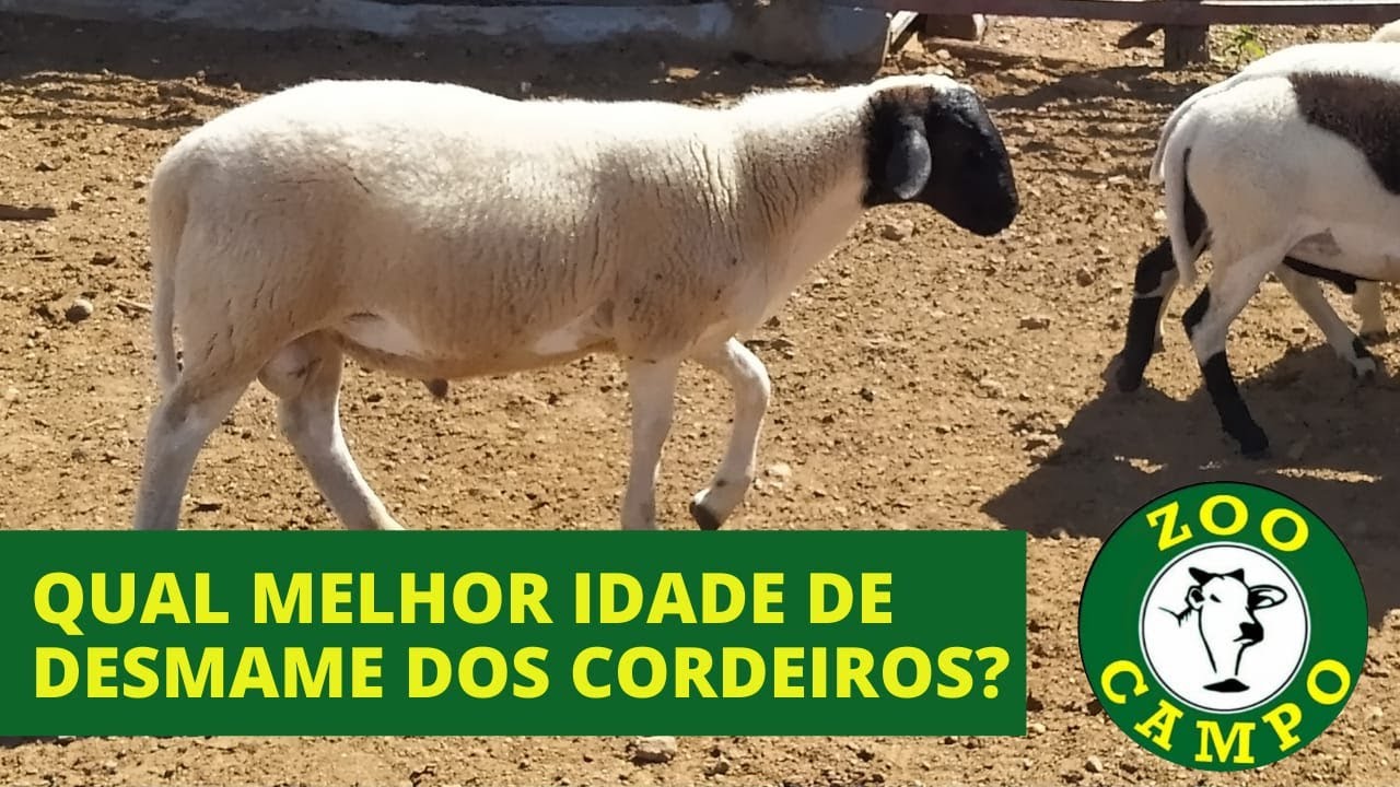 Qual melhor idade de desmame dos cordeiros?