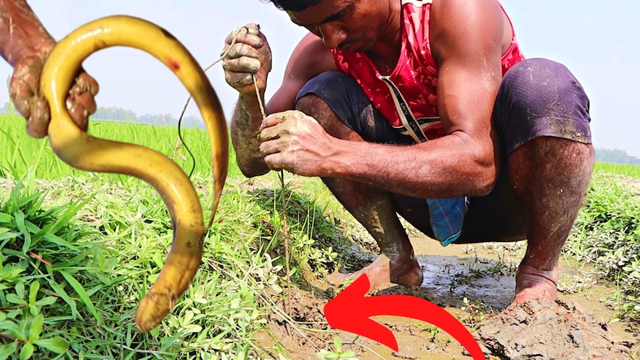 Best Traditional Eel Fishing Technique By Hook From Deep Hole | Fishing Tradition BD