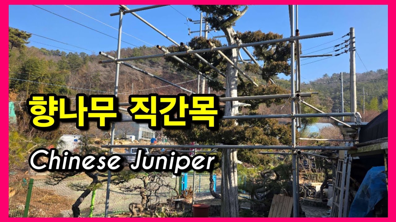 1414번 #향나무 {{{판매중}}} 직간이 제대로 연출 / 직간에서 주는 완성미 / 판매가격은 더보기란에 #특수목 #정원수판매 #ChineseJuniper