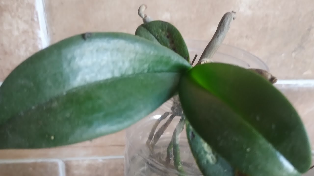 plantando phalaenopsis no pet com reservatório