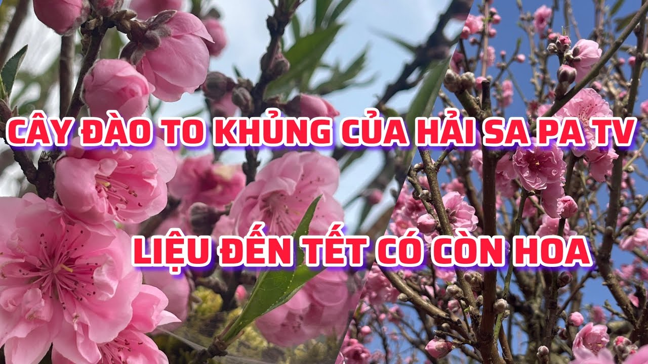 Đào to gốc khủng - nhà vườn thất thu không bán được