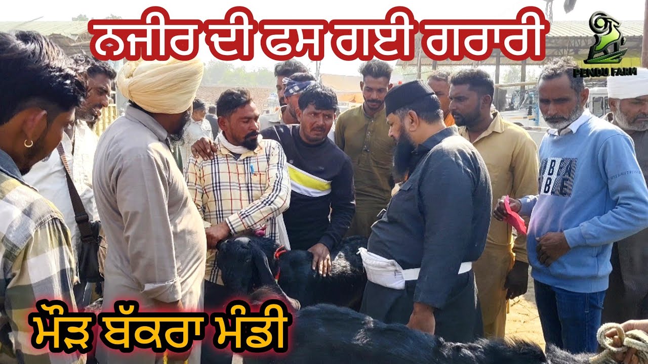 ਨਜੀਰ ਦੀ ਫਸ ਗਈ ਗਰਾਰੀ Maur Bakra Mandi #live_sauda #goatfarming #rajudirba #bakramandi #goat #raju 