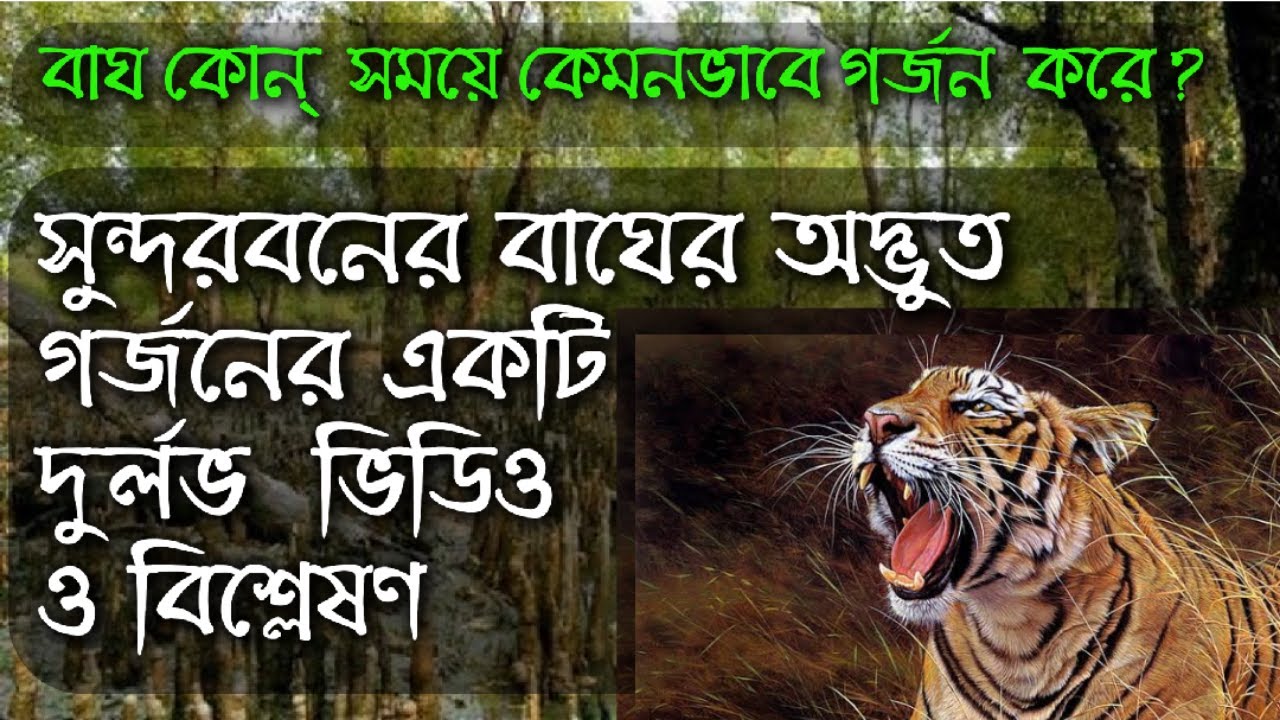 Roar / Tiger Of the sundarban / The Rare Footage/ সুন্দরবনের বাঘের গর্জনের ভিডিও ও বিশ্লেষণ