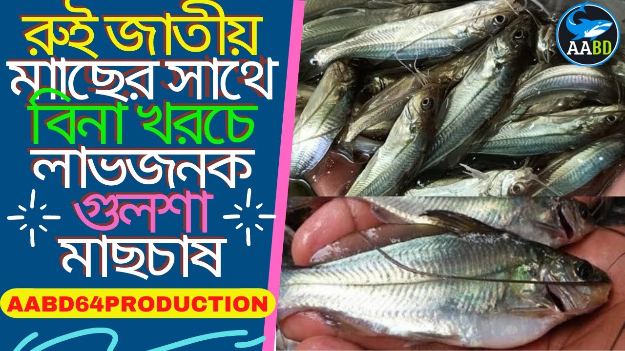 Profitable Gulsha Culture with Carp Without Extra Cost (রুই জাতীয় মাছের সাথে বিনা খরচে গুলশা মাছচাষ