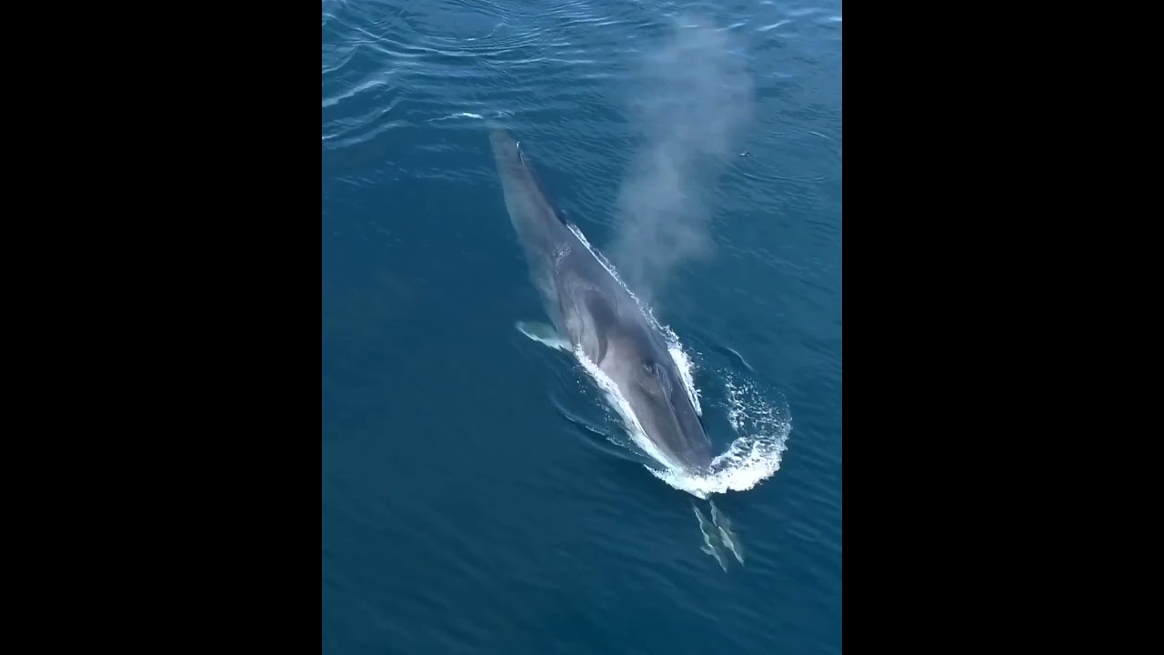 Синий Кит, прекрасный океан🐳Blue Whale, beautiful ocean