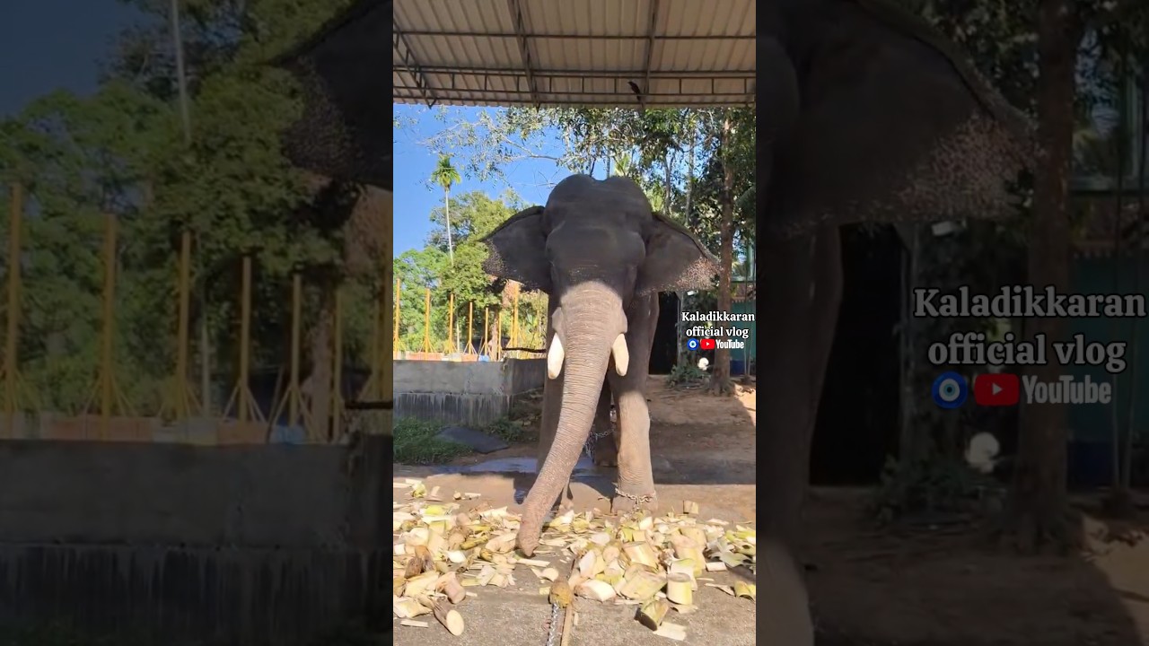 part 1-നന്ദപ്പന്റെ വിശേഷങ്ങൾ 🥰 #elephant #aana #aanaipatty