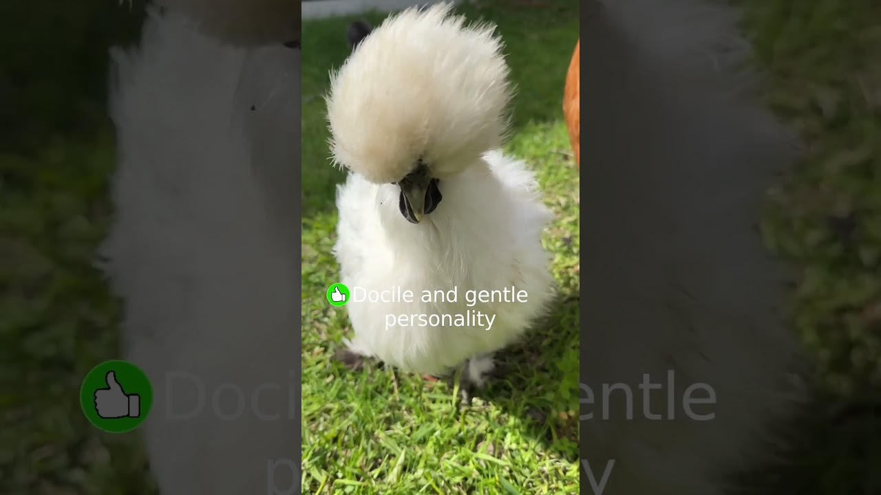 Why should you keep Silkie chickens in your backyard?  #silkiechicken #backyardchickens