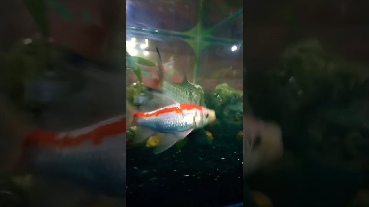 Ikan Sebarau atau Hampala dalam aquarium #Ikanhiasairtawar