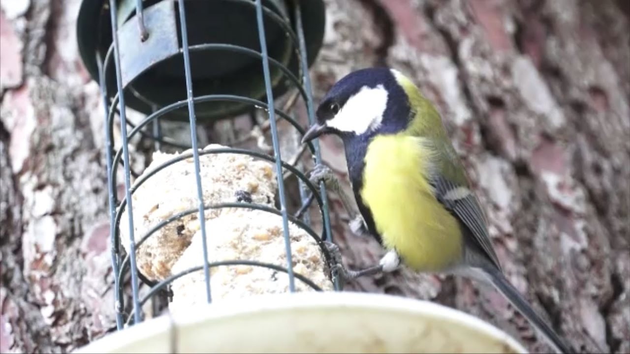 Les oiseaux du ciel