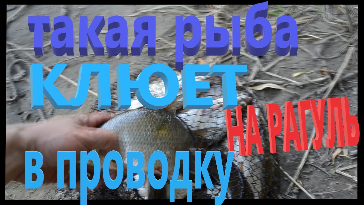 В проводку на рагуля. Увлекательная рыбалка. Река Десна.