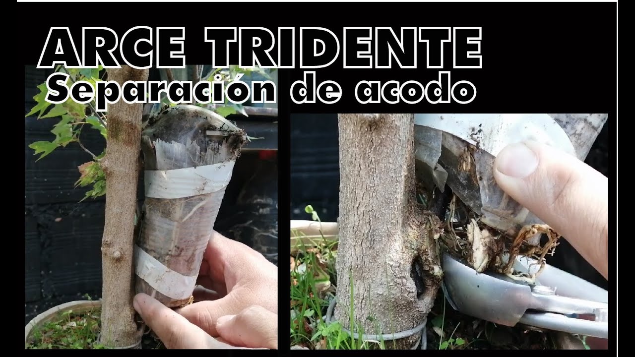 #arce tridente #acodo #盆栽    Arce Tridente  - Separación Acodo