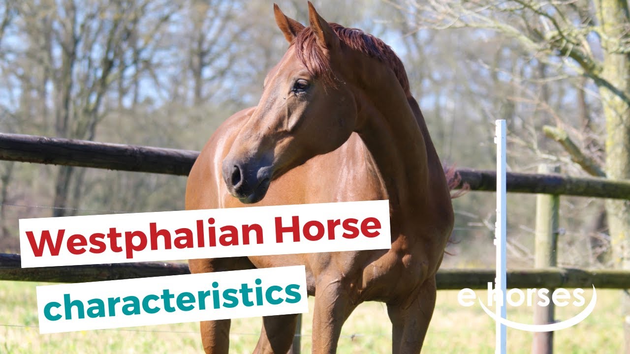 Westphalian horse | characteristics, origin & disciplines