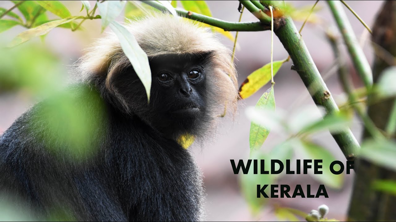 Wildlife of Kerala | Munnar tea estate, Periyar sanctuary, Thekkady