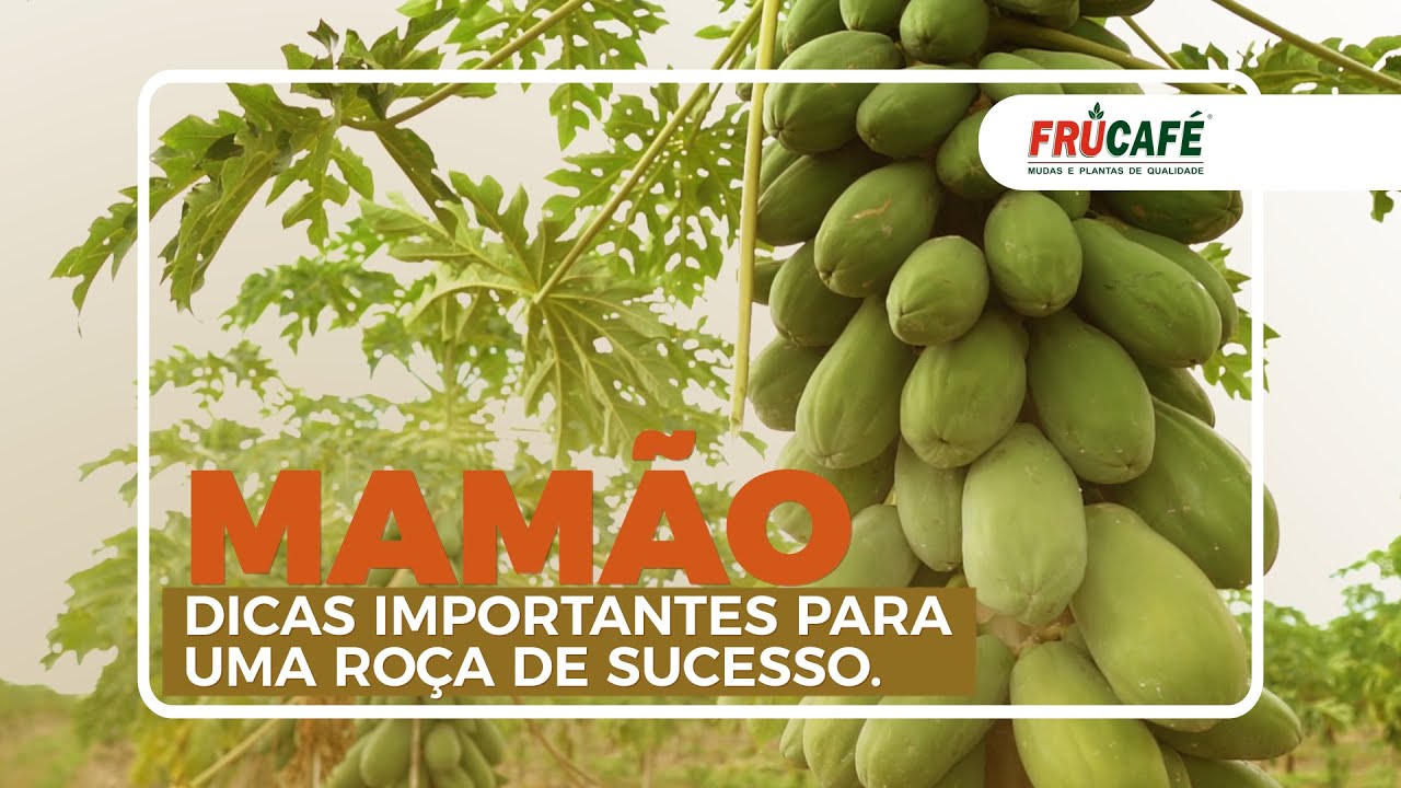 MAMÃO: Dicas Importantes para uma Roça de Sucesso.