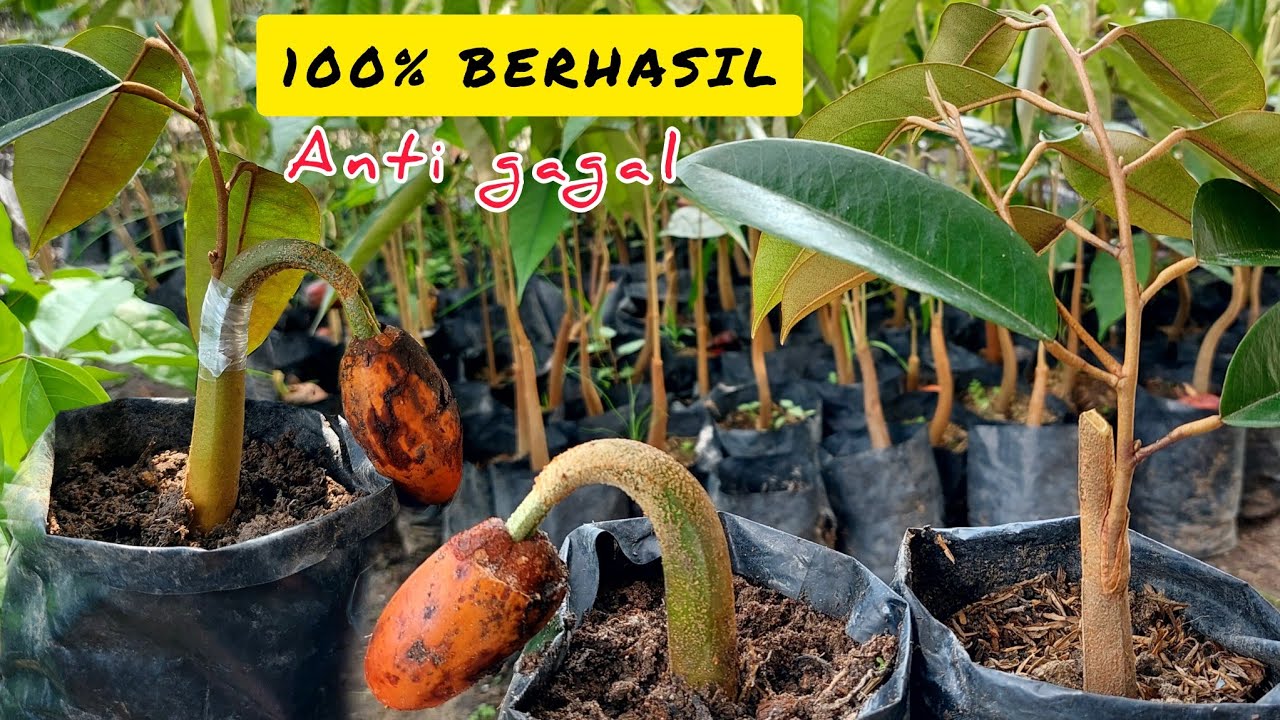 BELAJAR sambung Durian Secara MANdiri.