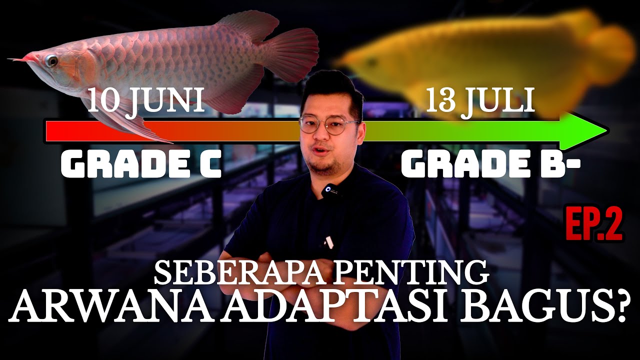 ARWANA ADAPTASI AJA BISA BERUBAH ANATOMINYA?? Episode 2. Meningkatkan Grade Arwana