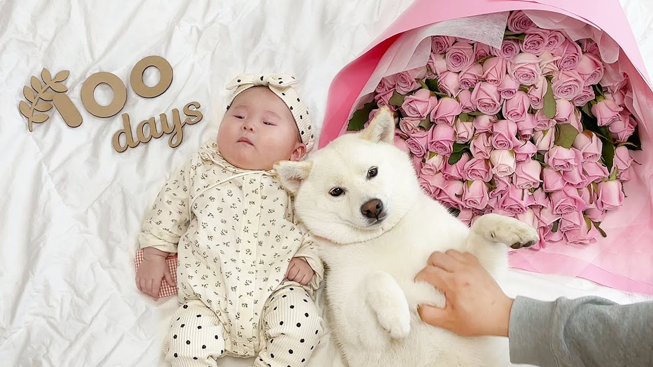 강아지와 평생 함께 지낸 아기!  (아기 1~100일까지 놀라운 성장일기)