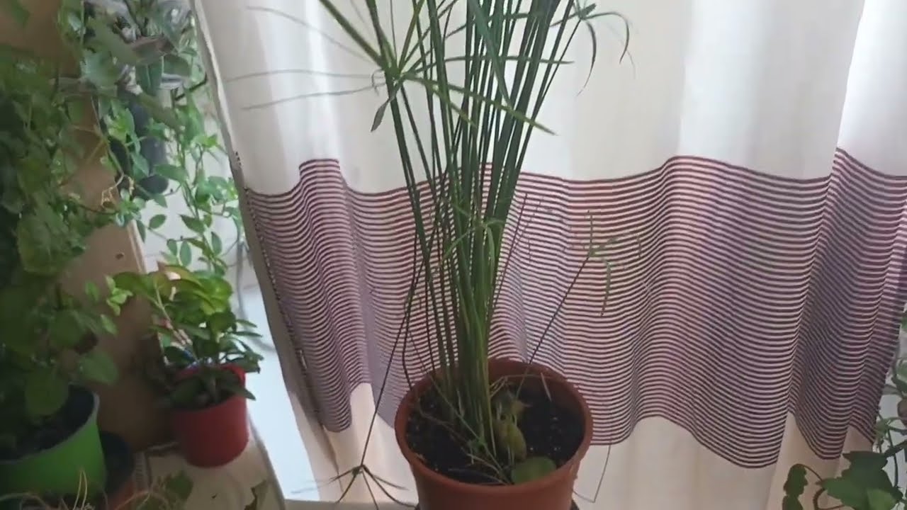 🌴Ο πάπυρος🌱ο πολλαπλασιασμός του πάπυρου είναι μια πολύ εύκολη διαδικασία #πάπυρος  ☘️