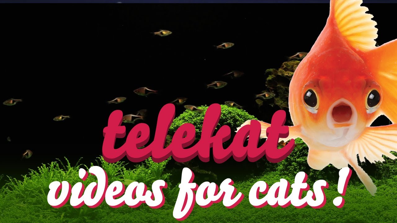 Telekat: videos for cats to watch - The Humongous Aquarium!