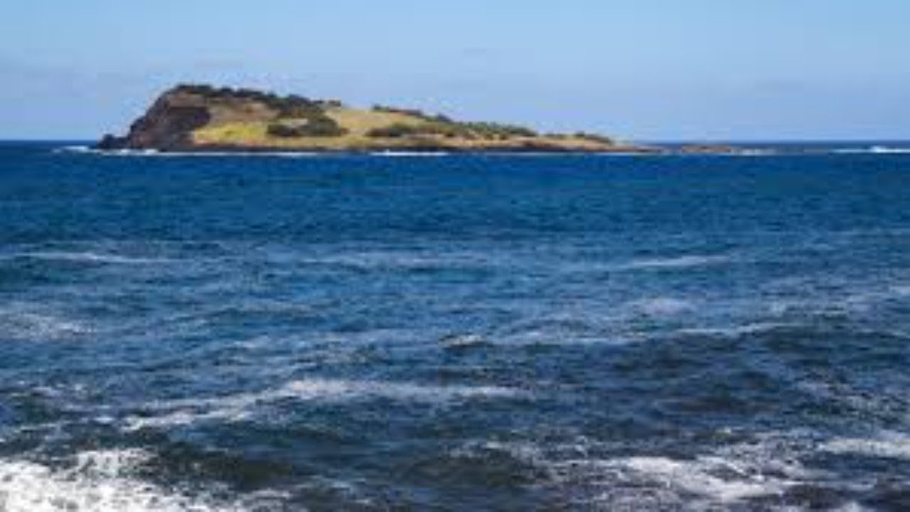 World of Seabirds: Interview with Ben Porter and Hannah Hereward, Cardiff University