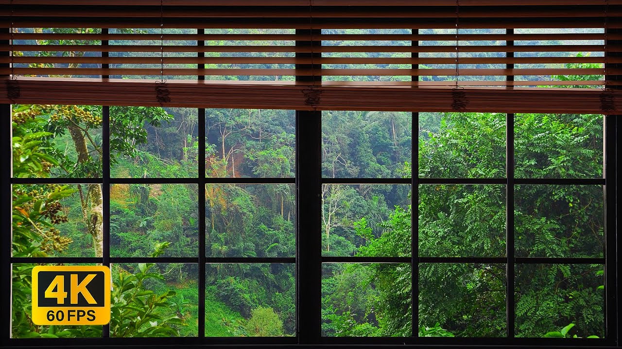 4K Jungle window view with birds singing - Relaxing, Calming, Ambience, white noise