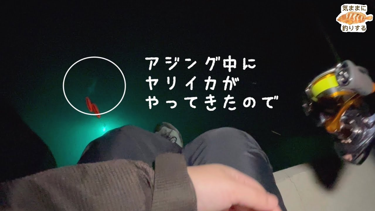 ヤリイカが存在アピールしてくるので