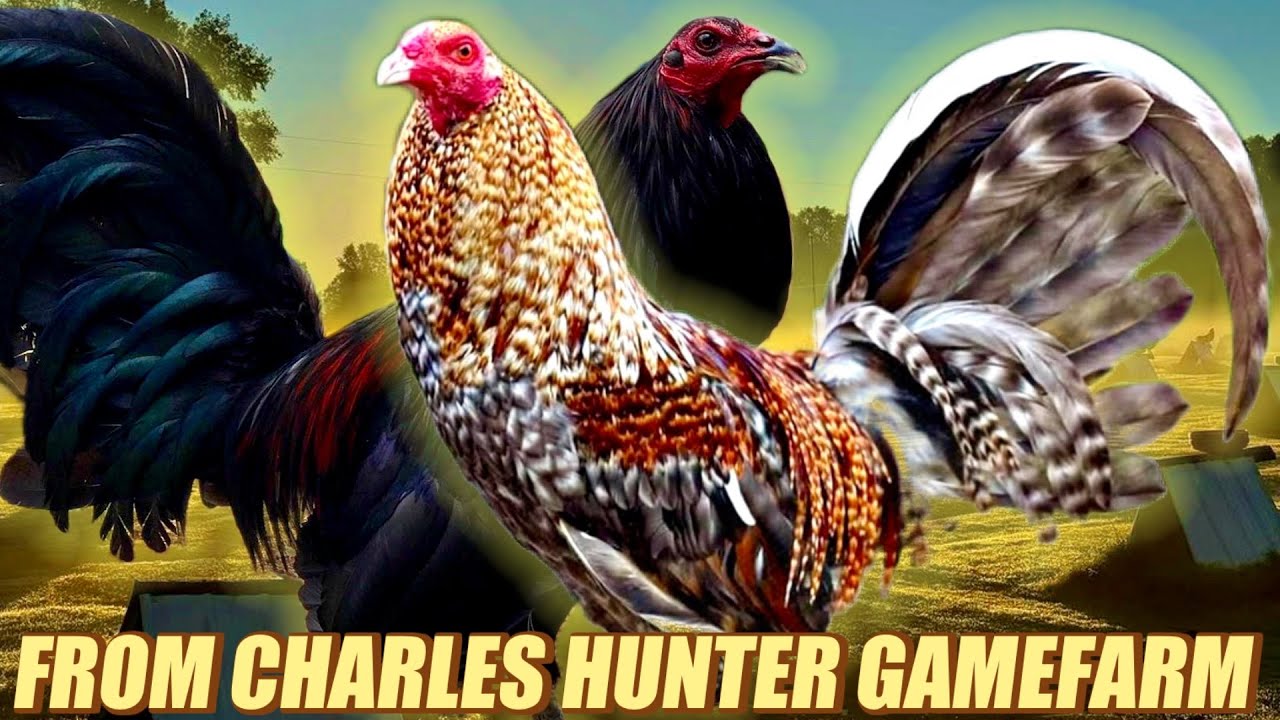 Beautiful Birds Bulik Hatch Kelso And Black Claret Hatch Torpedo - FROM CHARLES HUNTER GAMEFARM