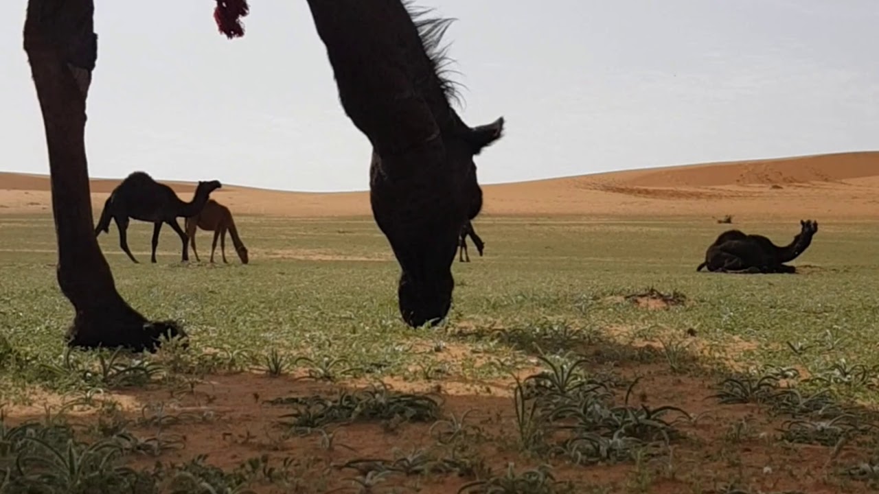 جولة وربيع شقرا ١٤٤٠