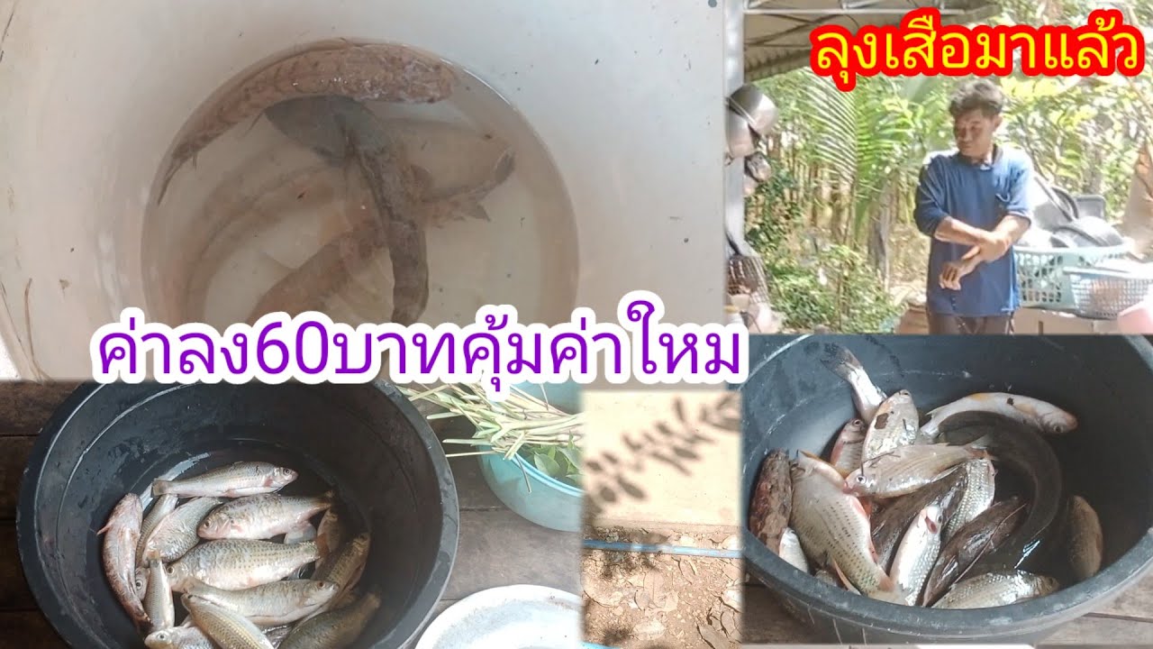 มาดูปลาลุงเสือ!คุ้มใหมค่าจ้าง60บาท!!