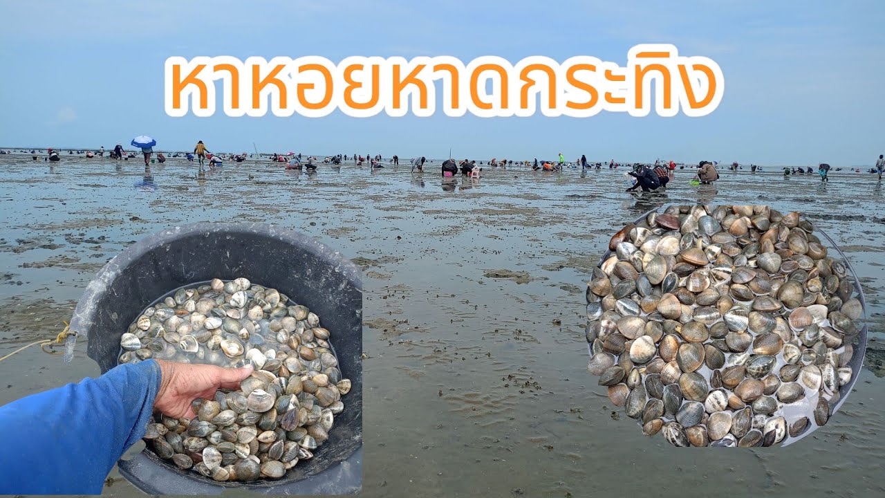 #หาหอยหาดกระทิงลาย#วันแรงงานคนหยุดงานมาหาหอย#ตารางน้ำขึ้นลง