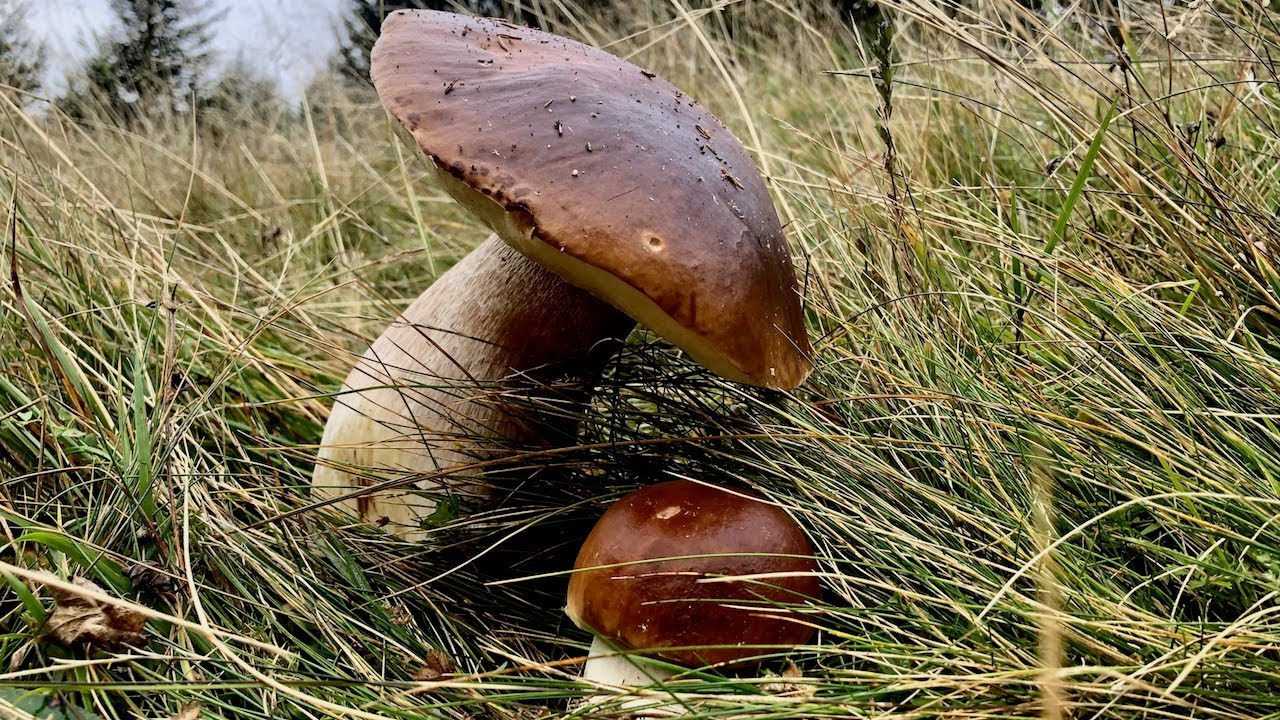 TESORO NASCOSTO IN ALTA MONTAGNA FUNGHI PORCINI 2022