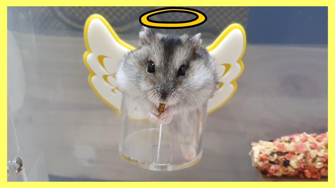천사 같은 나의 햄스터 빈이 My hamster Bean, who has become an angel of heaven... 햄토피아 햄스터 용품 개봉기 언박싱 하울