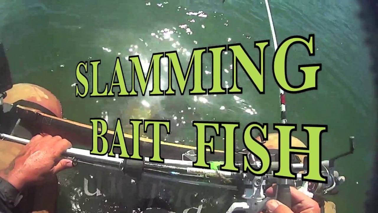 DEEP CRANK BAITS ( FAT SHAD BOMBER )