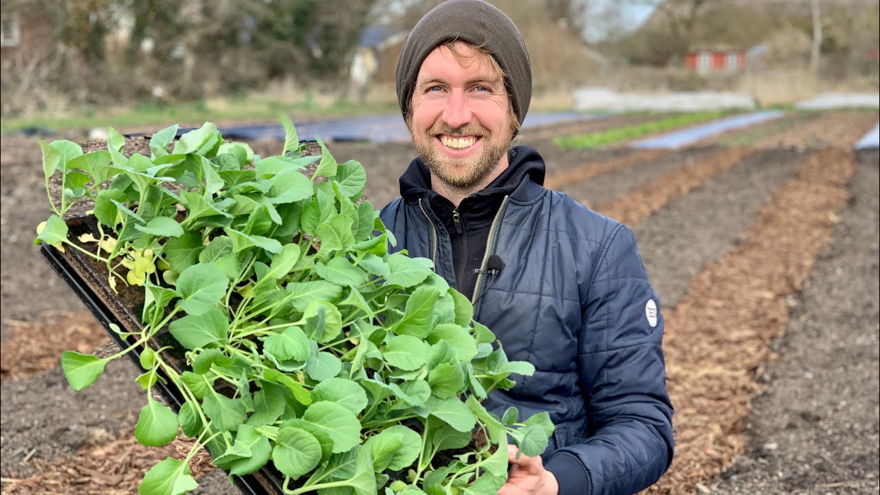 RØDBEDER, SALAT, SPIDSKÅL OG GLASKÅL (FORSPIRING OG UDPLANTNING)
