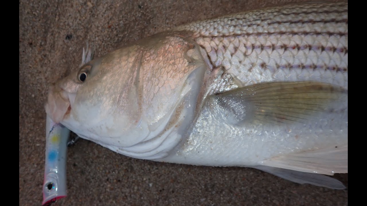 Post Storm Surf Fishing - Stripers and Bluefish
