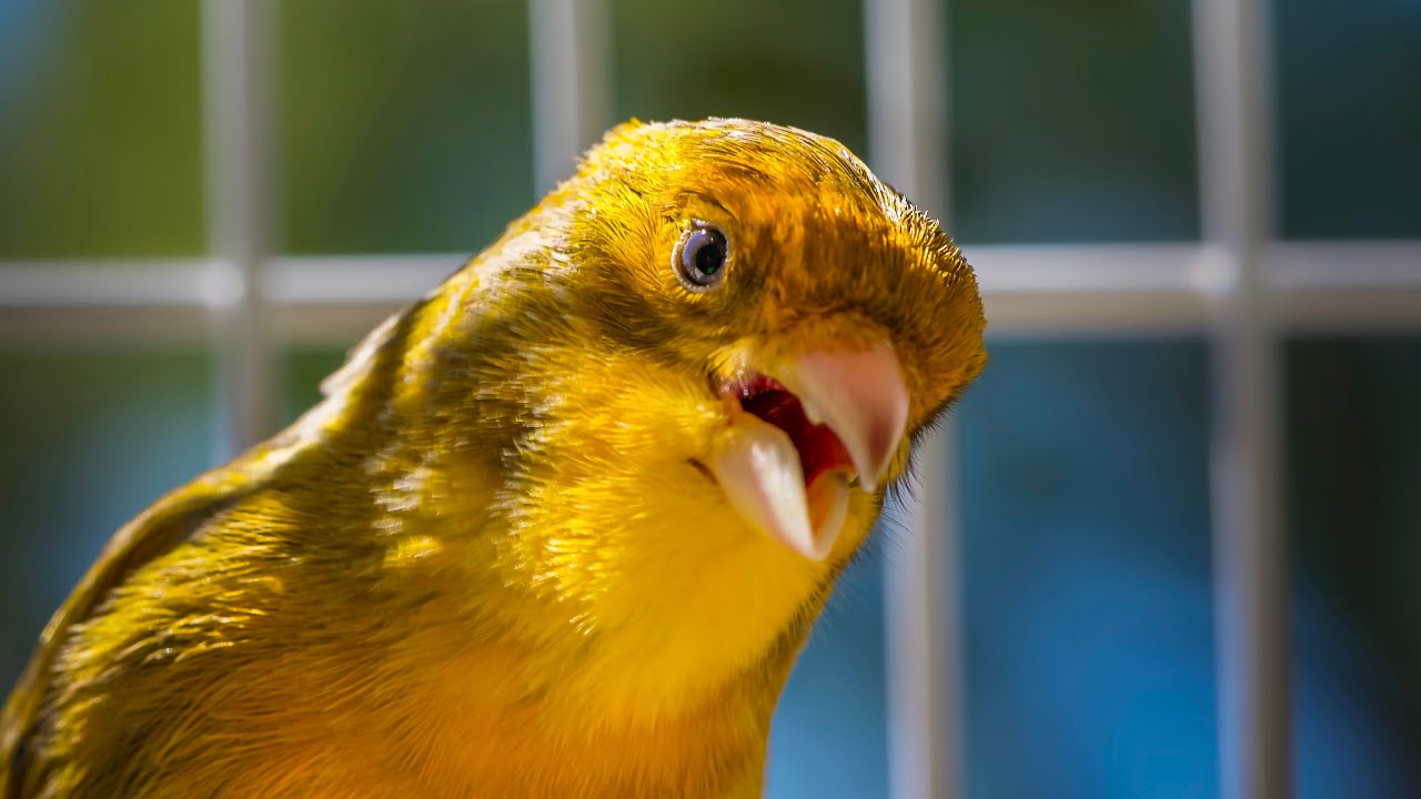 BEST CANARY SINGING LIVE - CANTO CANARIO - SERINUS CANARIA