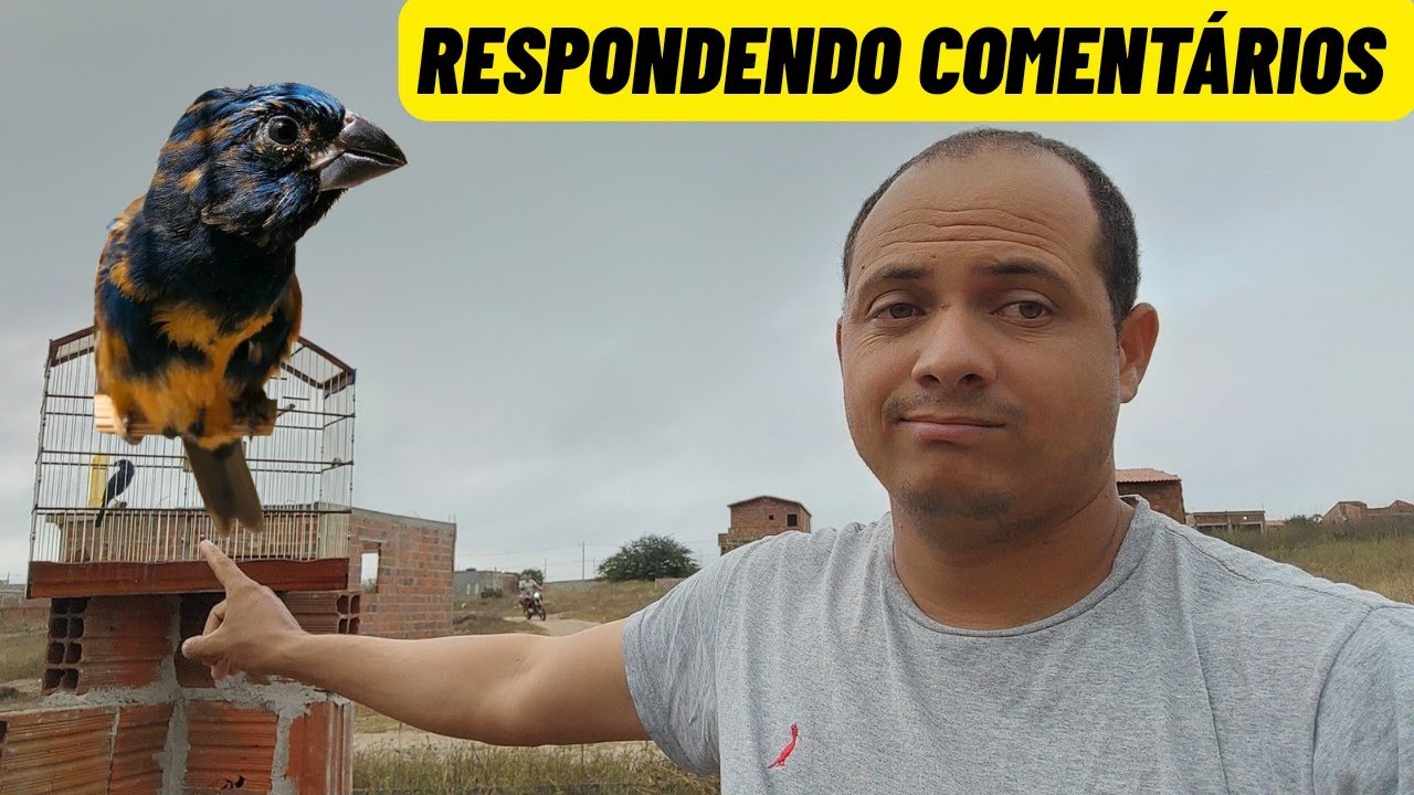 Esse azulão pardo vai ser fera no mato, mas precisa de manejo