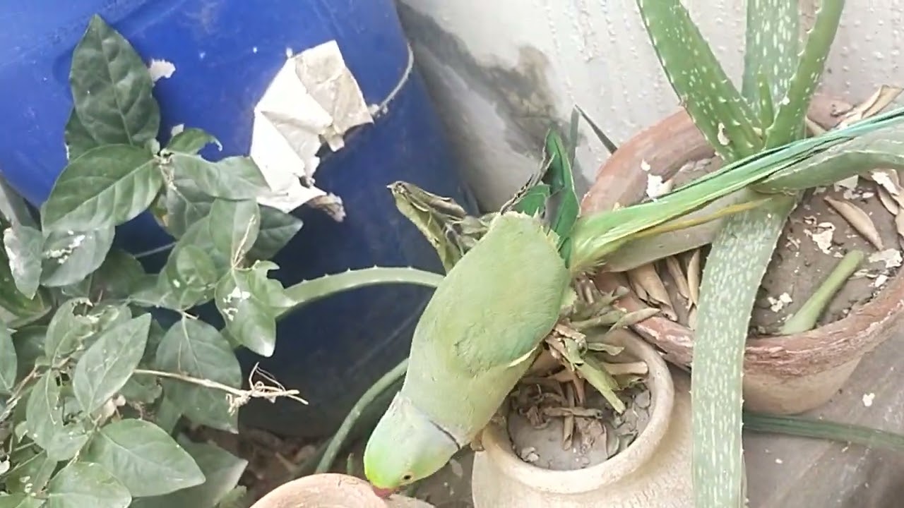 🦜🦜😍