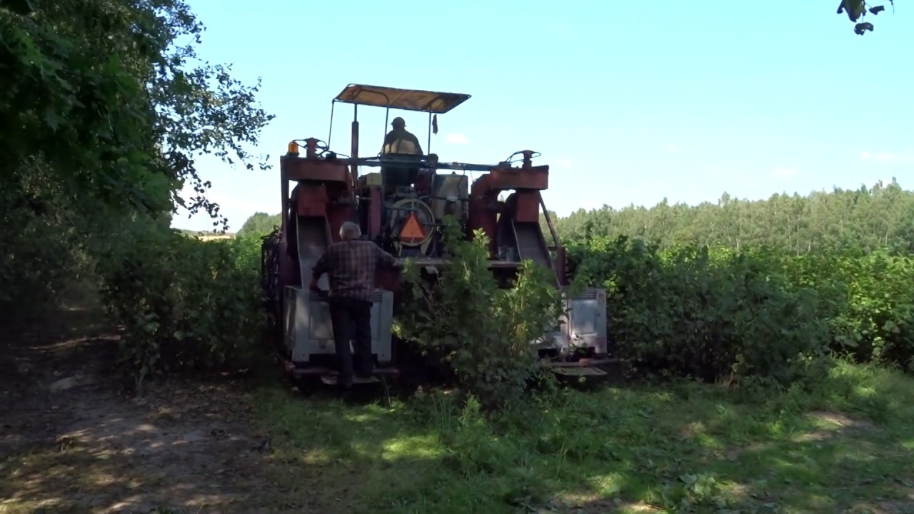 Porzeczkowe żniwa 2019-Blackcurrant Harvest