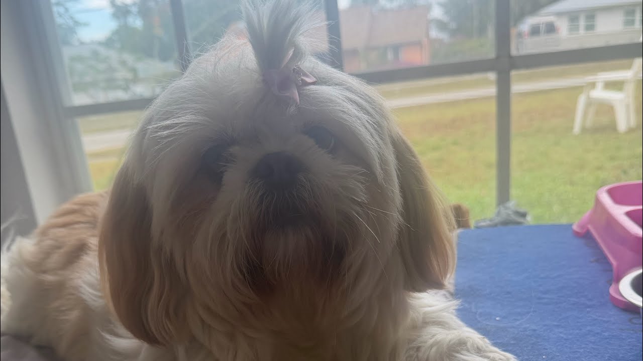GRUM Chic Furbaby Coco готовится к новому дню #grwm #cutedog