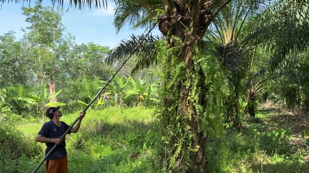 Panen sawit pokok sedang menggunakan egrek kepanjangan