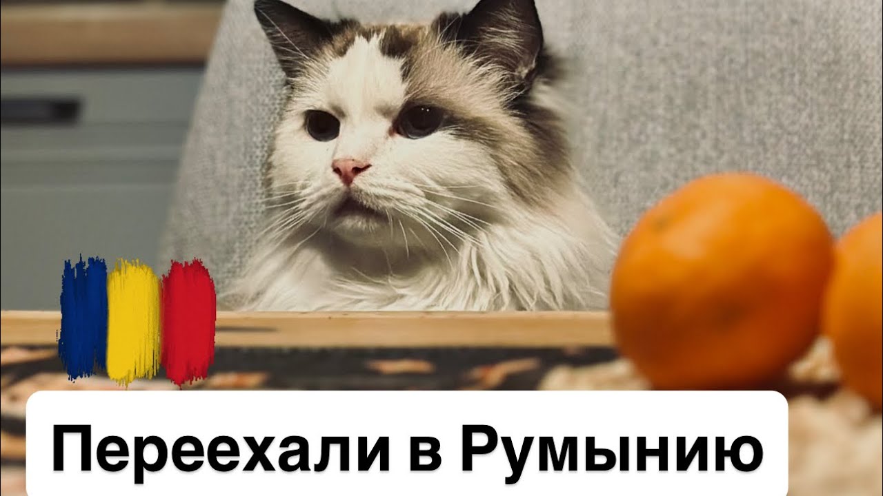 Как мы переехали в Румынию!Первые приключения и сложности.#переезд #переездврумынию #moved 