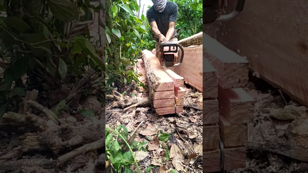 Sensower indonesia#chainsaw