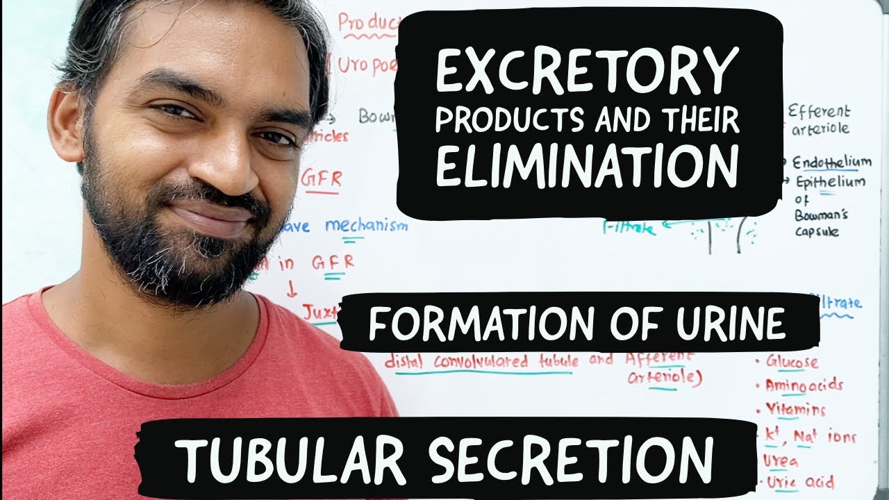 Urine formation | Tubular secretion | Excretory products and their elimination