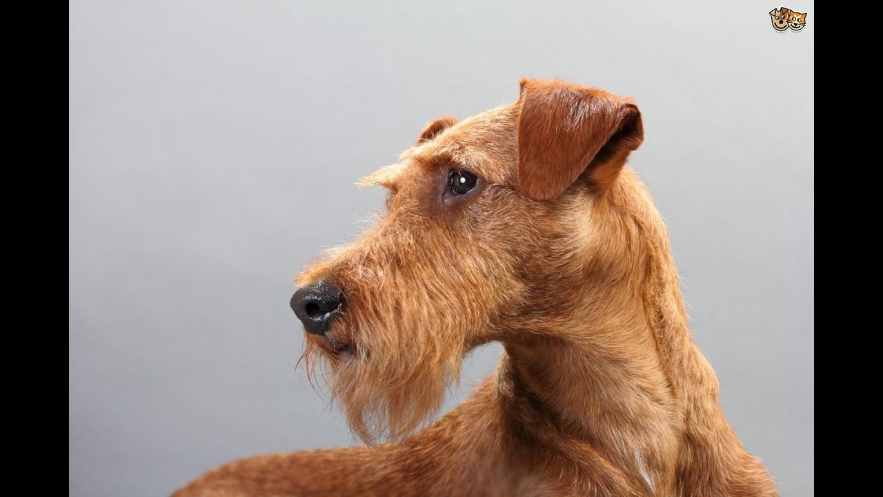 Terrier Irlandés - Raza de Perro